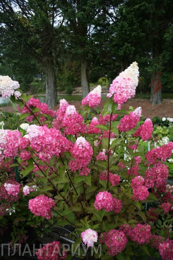 Гортензия метельчатая "Фрейз Мельба" (Hydrangea paniculata "Fraise Melba")